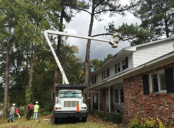 How Our Tree Care Process Works  in  Salem, SD