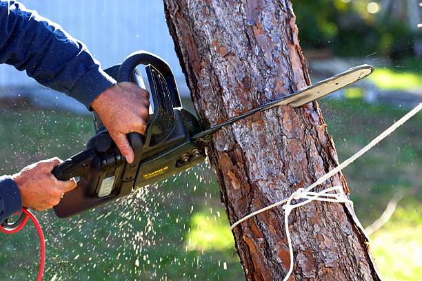 Best Lawn Pest Prevention  in Salem, SD