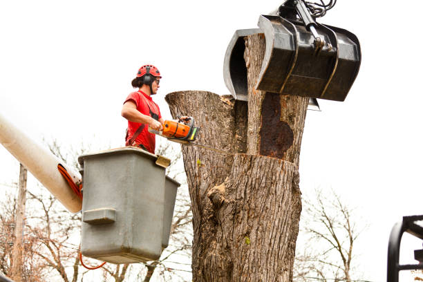 How Our Tree Care Process Works  in  Salem, SD