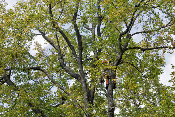 Best Leaf Removal  in Salem, SD
